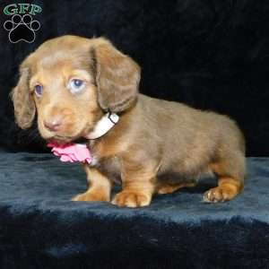 Alice- mini, Dachshund Puppy